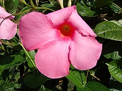 150 Longwood Gardens [2008 August 23]